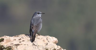 Blauwe Rotslijster (Blue Rock Thrush)