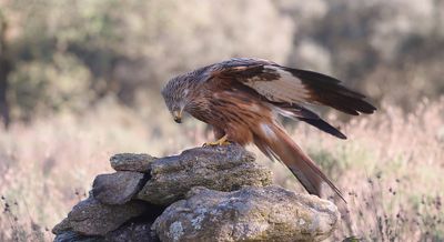 Rode Wouw (Red Kite)