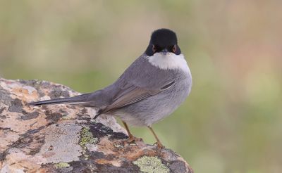 Kleine Zwartkop (Sardinian Warbler)