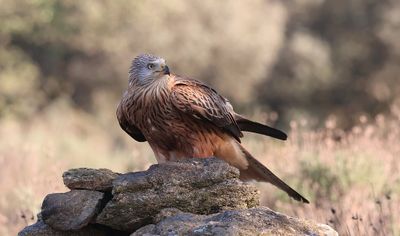 Rode Wouw (Red Kite)
