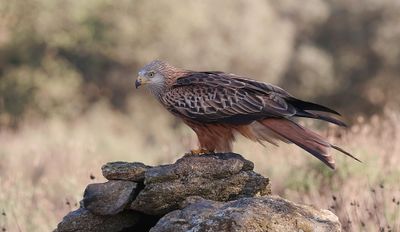 Rode Wouw (Red Kite)