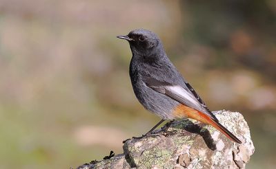 Zwarte Roodstaart (Black Redstart)