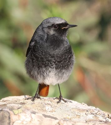 Zwarte Roodstaart (Black Redstart)