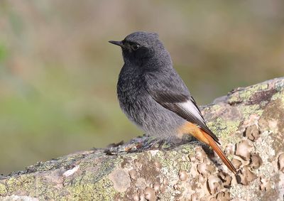 Zwarte Roodstaart (Black Redstart)