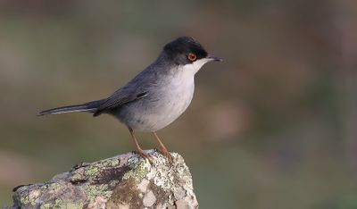 Kleine Zwartkop (Sardinian Warbler)