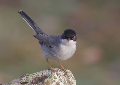 Kleine Zwartkop (Sardinian Warbler)