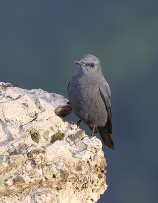Blauwe Rotslijster (Blue Rock Thrush)