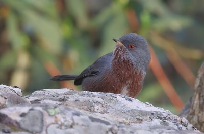 Provenaalse Grasmus (Dartford Warbler)