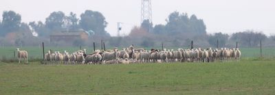 Merinoschapen (Merino)