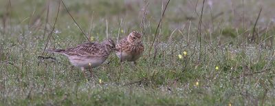 Veldleeuweriken (Sky Larks)