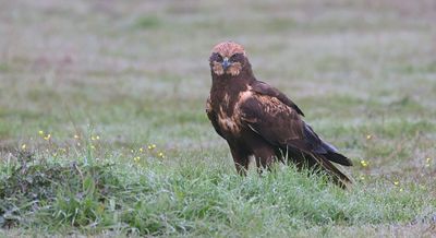 Bruine Kiekendief (Marsh Harrier)
