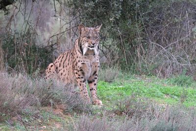 Pardellynx (Iberian Lynx)