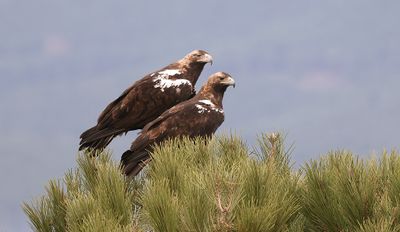 Spaanse Keizerarend (Spanish Imperial Eagle)