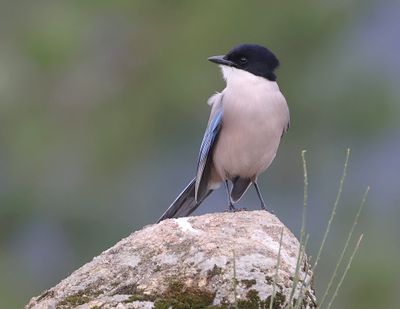 Blauwe Ekster (Iberian Magpie)