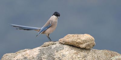 Blauwe Ekster (Iberian Magpie)
