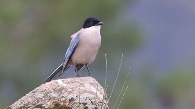 Blauwe Ekster (Iberian Magpie)