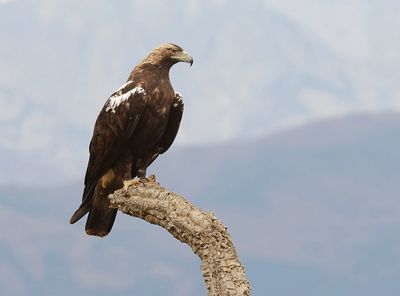 Spaanse Keizerarend (Spanish Imperial Eagle)