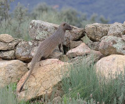 Mangoest (Egyptian Mongoose)