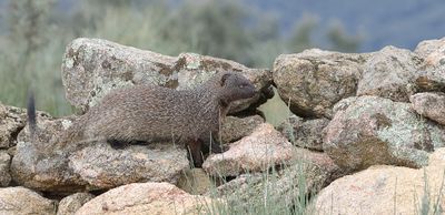Mangoest (Egyptian Mongoose)