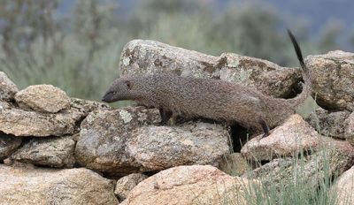 Mangoest (Egyptian Mongoose)