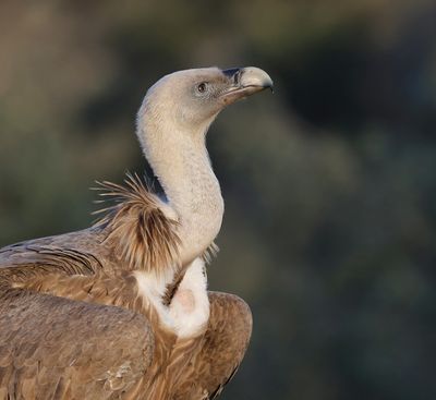 Vale Gier (Griffon Vulture)