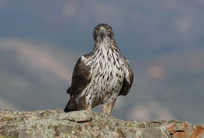 Havikarend (Bonelli's Eagle)