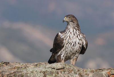 Havikarend (Bonelli's Eagle)