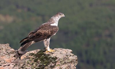 Havikarend (Bonelli's Eagle)