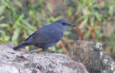Blauwe Rotslijster (Blue Rock Thrush)