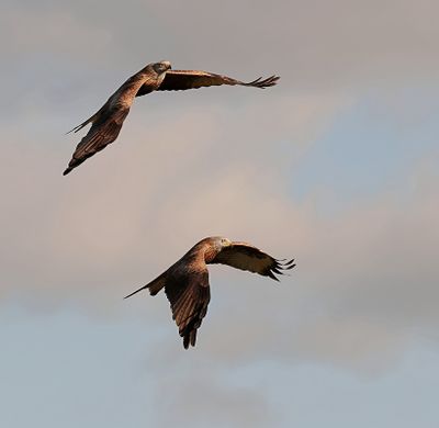 Rode Wouwen (Red Kites)