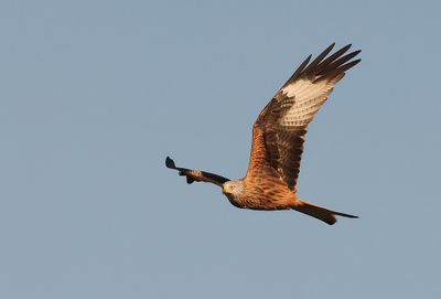 Rode Wouw (Red Kite)