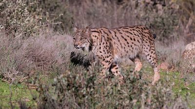 Pardellynx (Iberian Lynx)