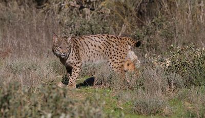 Pardellynx (Iberian Lynx)
