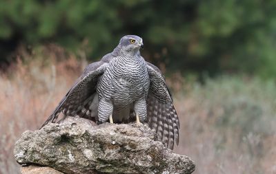 Havik (Northern Goshawk)