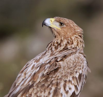 Spaanse Keizerarend (Spanish Imperial Eagle)