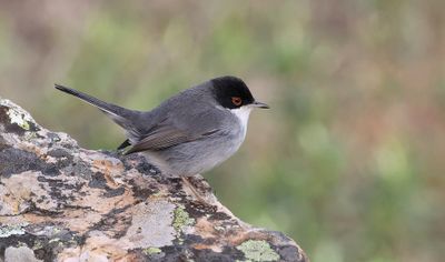 Kleine Zwartkop (Sardinian Warbler)