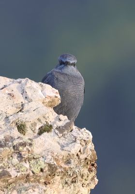 Blauwe Rotslijster (Blue Rock Thrush)
