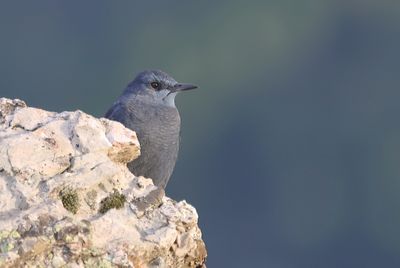 Blauwe Rotslijster (Blue Rock Thrush)