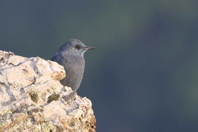 Blauwe Rotslijster (Blue Rock Thrush)