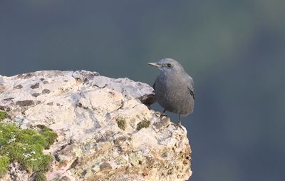 Blauwe Rotslijster (Blue Rock Thrush)