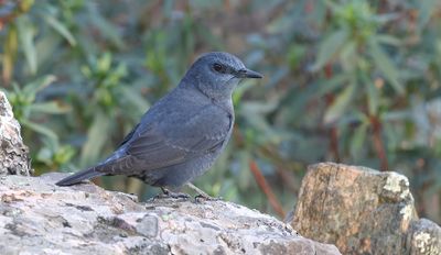 Blauwe Rotslijster (Blue Rock Thrush)