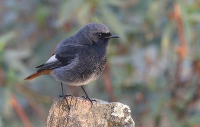 Zwarte Roodstaart (Black Redstart)