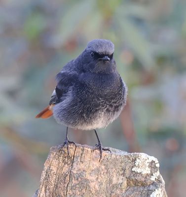 Zwarte Roodstaart (Black Redstart)