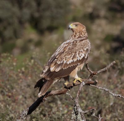 Spaanse Keizerarend (Spanish Imperial Eagle)