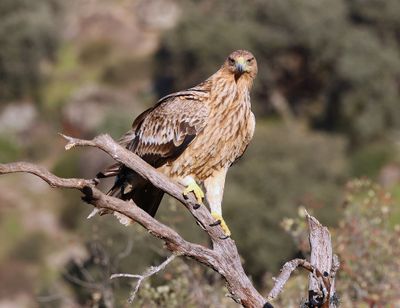 Spaanse Keizerarend (Spanish Imperial Eagle)
