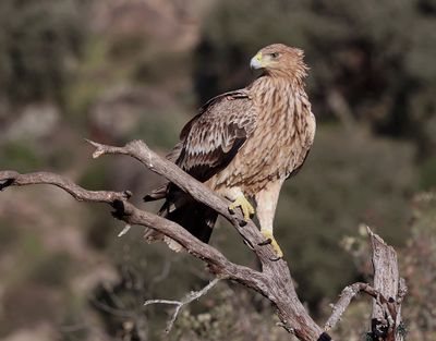 Spaanse Keizerarend (Spanish Imperial Eagle)