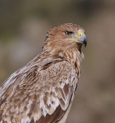 Spaanse Keizerarend (Spanish Imperial Eagle)