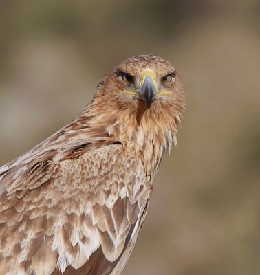 Spaanse Keizerarend (Spanish Imperial Eagle)