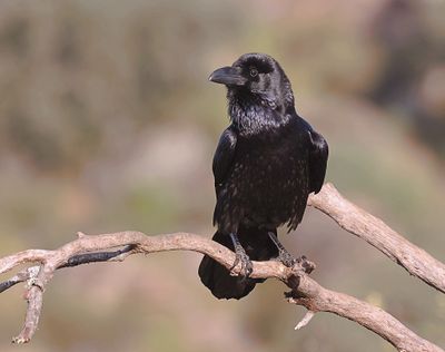 Raaf (Northern Raven)