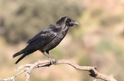 Raaf (Northern Raven)